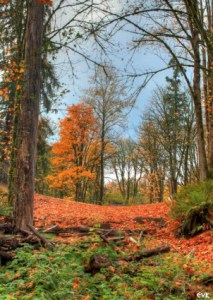 orange_autumn_trees_216859