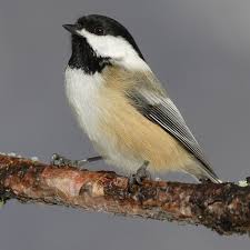 chickadee w