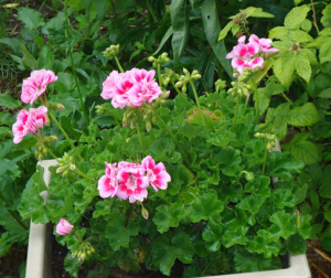 Sara's geranium